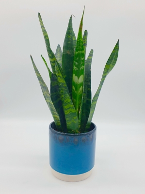 Sansevieria Trifasciata, Mother in Law’s tongue
