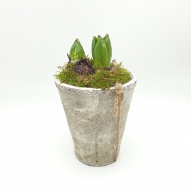 Hyacinth planter