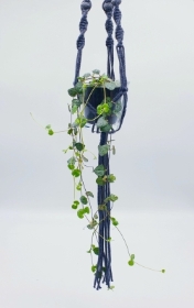 Ceropegia, string of hearts