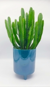 Euphorbia triangularis Cactus