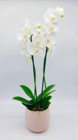 Phalaenopsis Orchid