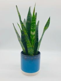 Sansevieria Trifasciata, Mother in Law’s tongue